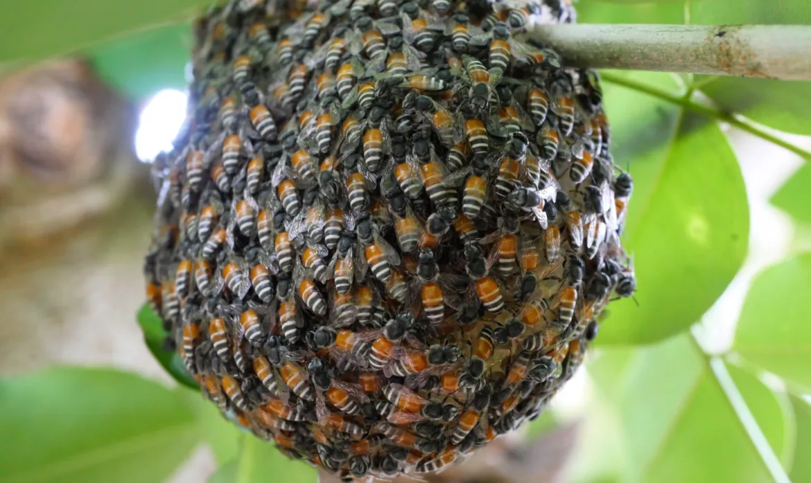 Abeilles Naines Rouges-Photograph Alamy
