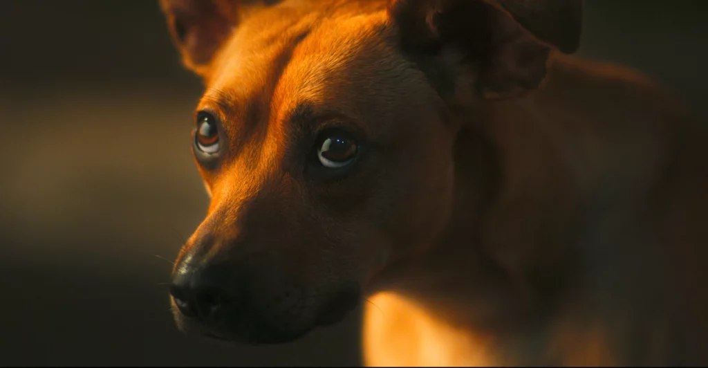 Caramelo Netflix fin expliquée