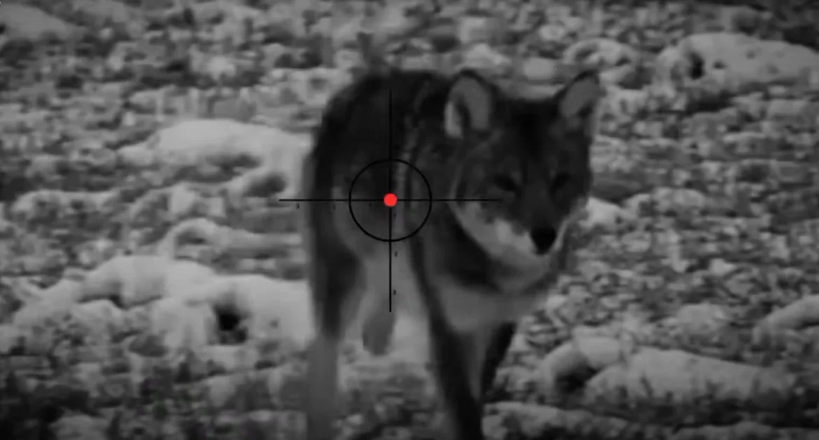 Drones pour effrayer les loups