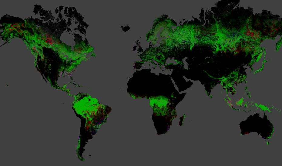 Google-earth-foret-perdue