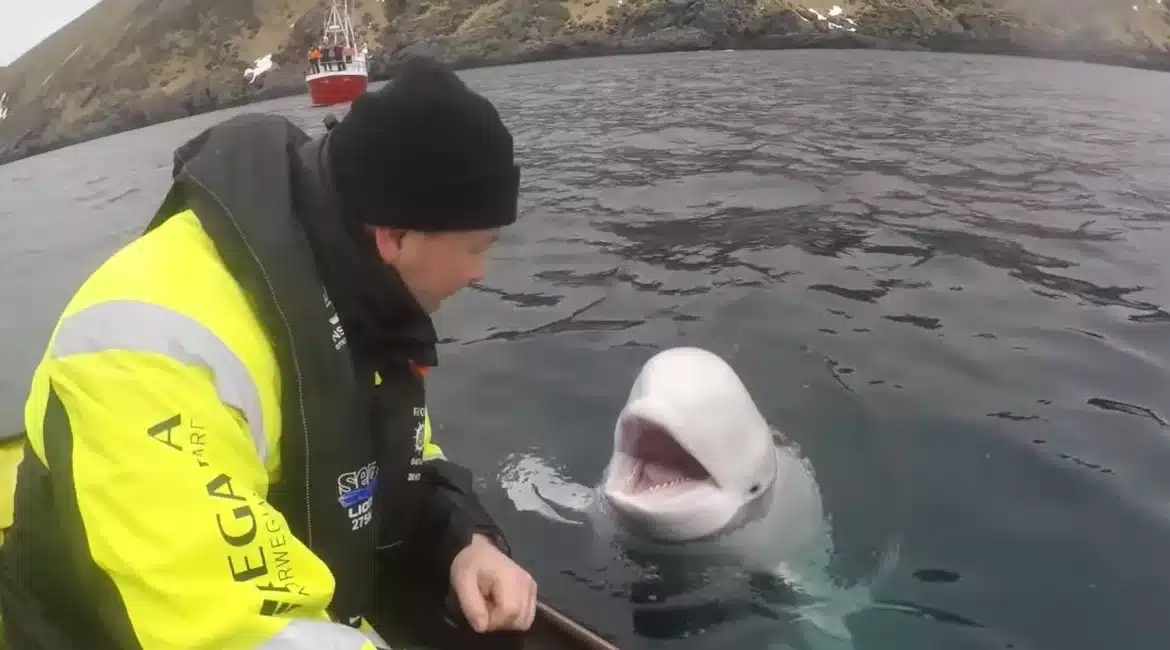 Hvaldimir Baleine Espion russe