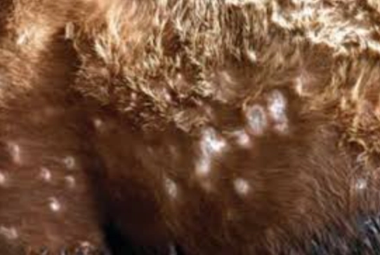 Plaques et nodules - La dermatose nodulaire contagieuse bovine