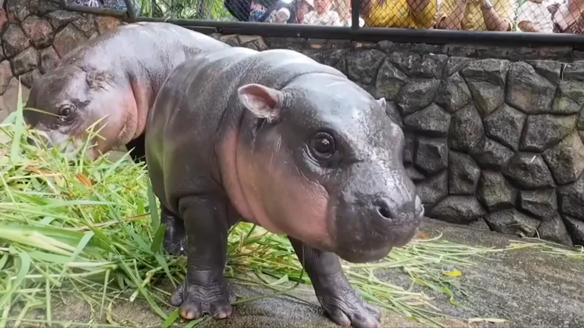 baby pygmy hippopotamus
