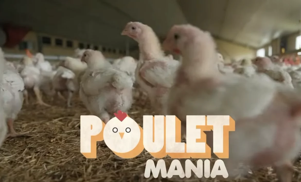 c'est quoi un turbo-poulet